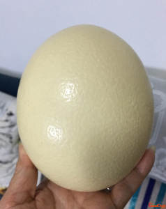 ​鸵鸟蛋有多大？鸵鸟蛋怎么弄这最好吃