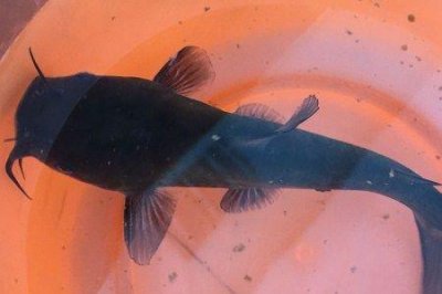 ​扁头鱼是什么鱼