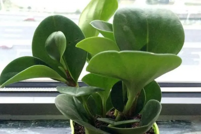 ​碧玉花的养殖方法和注意事项有哪些？碧玉花的养殖方法和注意事项是什么？