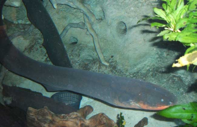 ​电鳗为什么会放电原理？能电死人吗？