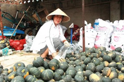 ​网红贝贝南瓜成了致富的“金疙瘩”