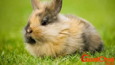 ​1987年属兔人命好不好？87年属兔36岁有灾难吗？