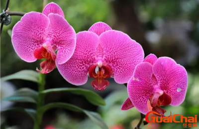 ​蝴蝶兰开放的时间是什么时候？蝴蝶兰花开的时间是几点？