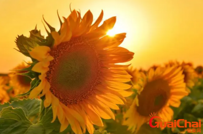 ​向日葵怎么养？养向日葵要注意什么？