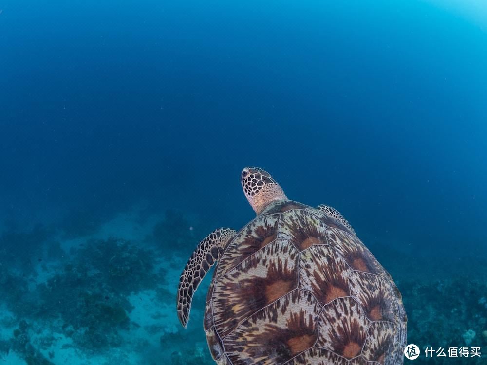 000字马尔代夫自由行攻略,直航+落地签看看这3年开了哪些新酒店"