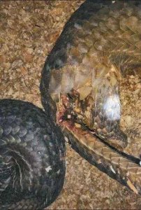 ​130只走私穿山甲被查获后，寄养在人工繁育机构全部“因救护失败死亡”