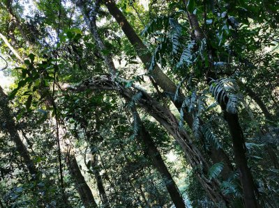 ​7米长！印尼54岁女子被巨蟒活吞，人心惶惶：还剩条8.2米蟒蛇游荡