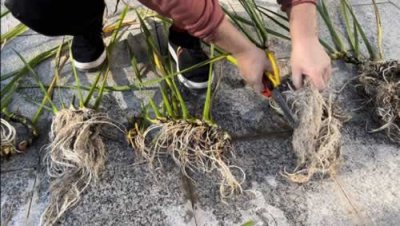 ​水培菖蒲怎么养？水培菖蒲的养殖方法及注意事项