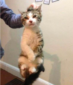 ​让猫咪乖乖剪指甲的妙招 铲屎官要掌握这个技巧