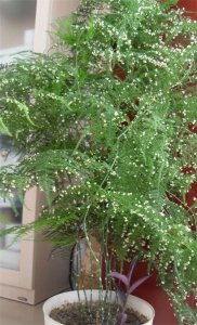 ​文竹开花吗什么情况下开花啊（文竹养了好几年，开满小白花，授粉结种子，撒花