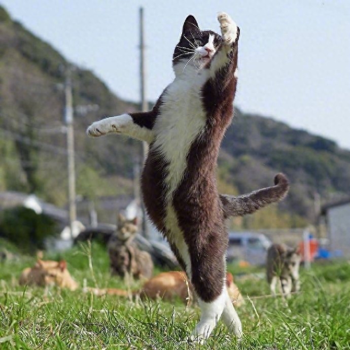 每一只猫都会变身为功夫猫,千变万化功夫姿势,令人称奇