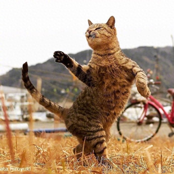 每一只猫都会变身为功夫猫,千变万化功夫姿势,令人称奇