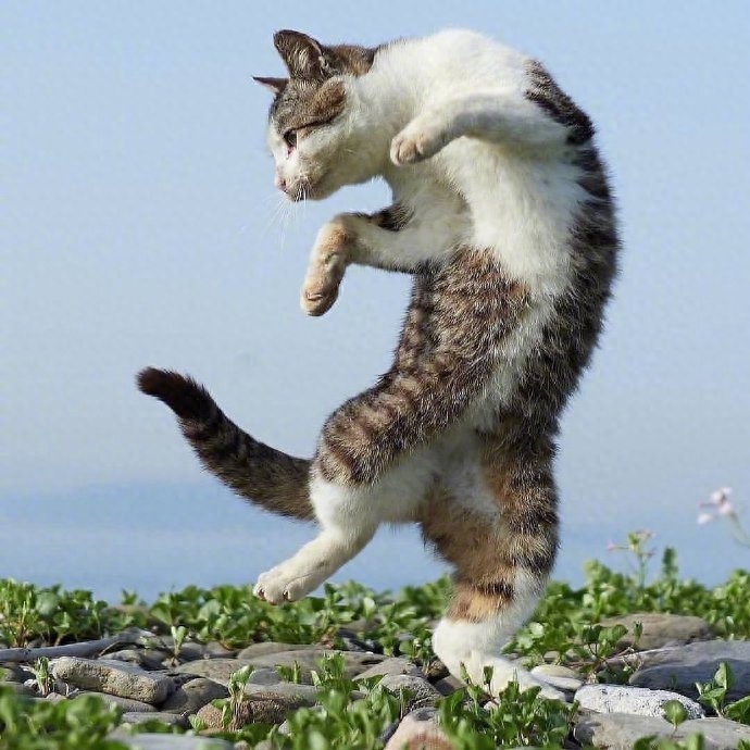 每一只猫都会变身为功夫猫,千变万化功夫姿势,令人称奇