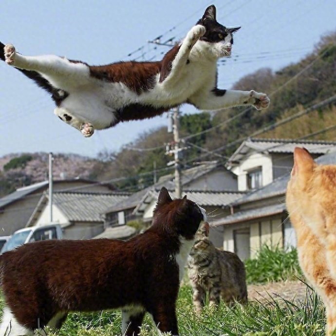 每一只猫都会变身为功夫猫,千变万化功夫姿势,令人称奇