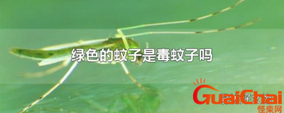 ​绿色的蚊子有毒吗？绿色的蚊子哪里来的？