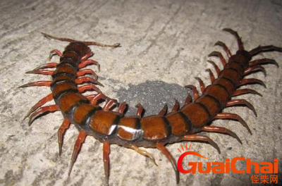 ​农村家里的蜈蚣有毒吗？家里的蜈蚣毒性大不大?