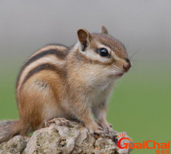 ​花栗鼠是什么？花栗鼠如何养？