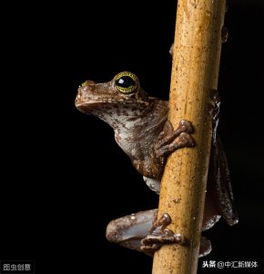​养殖青蛙吃什么食物（农家养殖青蛙习性及青蛙吃什么？）