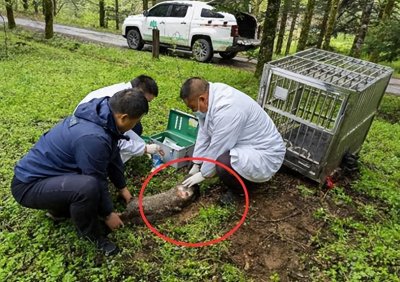 ​濒危林麝现身神农架，被发现时已严重受伤，专家：比熊猫还稀有