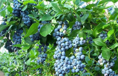 ​蓝莓什么季节成熟？蓝莓什么季节成熟上市