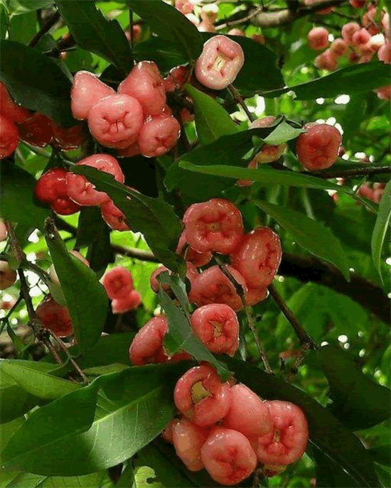 海南水果特产有哪些水果 海南盛产的十种水果