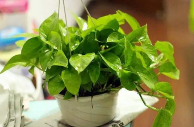 ​养花高手都知道：叶片变黄的原因 ，不注意不行，发现后赶紧改