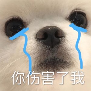 ​狗狗不信任主人的表现”，代表你伤害过它，铲屎官要反省