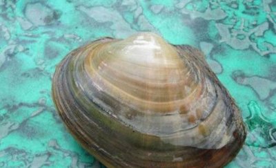 ​河蚌能吃吗 河蚌什么时候吃最好 河蚌什么部位不能吃