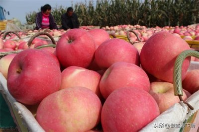 ​蛇果与苹果的区别 “蛇果”和“花牛”有啥不同？原来区别不止一点点