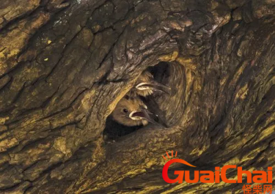 ​网络上什么叫树洞?树洞高级的说法