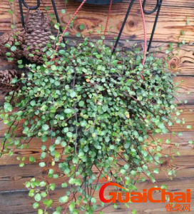 ​千叶吊兰的花语和寓意是什么？千叶吊兰的别称有哪些？