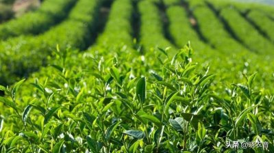 ​龙井茶的产地（龙井茶的产地是苏州对吗）