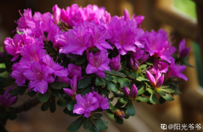 ​杜鹃花叶子枯萎怎么救(杜鹃花叶子全枯了，千万别扔，换个盆还有救)