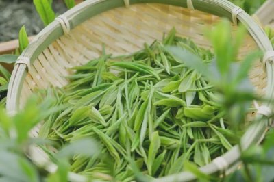 ​毛尖功效 信阳毛尖的神奇功效