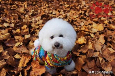 ​泰迪犬怎样训练？泰迪狗的训练方法