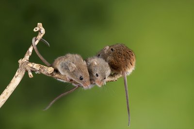 ​怎么除老鼠最有效方法（最有效的几个家庭灭鼠小技巧）