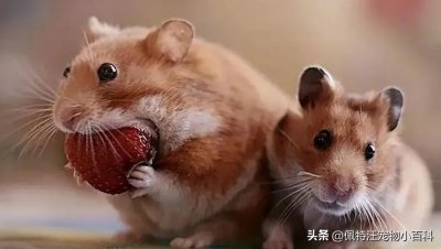 ​仓鼠养久了会认主人吗？仓鼠是通过哪些方面辨别主人的？