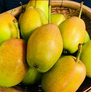 ​秋季吃什么水果润肺养肺最快（秋天吃什么水果好？秋季多吃养肺的水果）