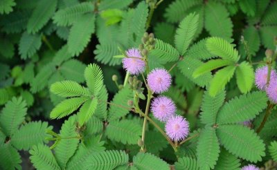 ​含羞草为什么害羞的原因是什么（含羞草为何含羞，其中原理是什么，好养活吗？