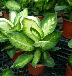 ​万年青的扦插繁殖方法分享给你，做对了枝繁叶茂，叶色发亮惹人爱