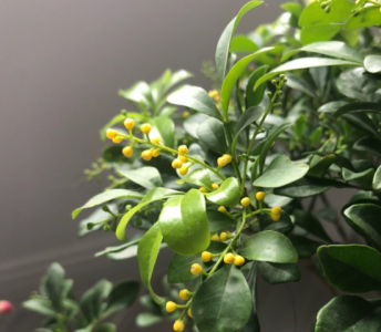 ​米兰花怎么养护（养米兰花特简单，4步养护做到位，一年四季有花赏，香味十足