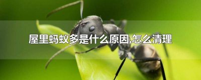 ​屋里蚂蚁多是什么原因,怎么清理它呢 家里为什么出现蚂蚁多怎么清除
