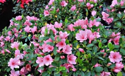 ​盆栽杜鹃花施什么肥 记住这“几种”，四季油绿不黄叶，年年开爆花