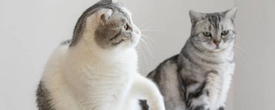 ​猫怕什么植物 驱猫最有效的方法