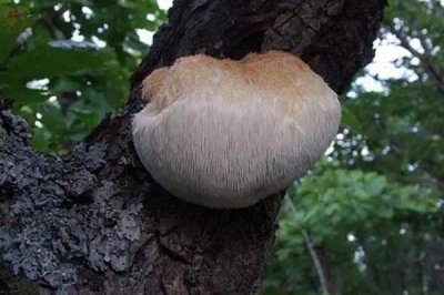 ​猴头菇的作用与功功效 猴头菇是个养胃的好东西，可惜你不会吃！