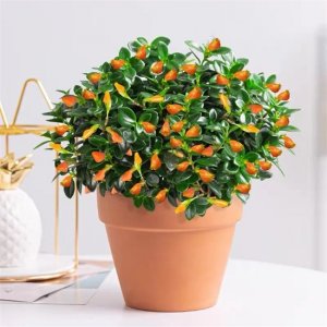 ​金鱼吊兰有什么寓意 吊兰长出了“金鱼”，极好的兆头，寓意“年年有余”