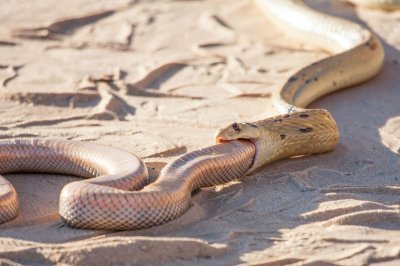 ​蛇最喜欢吃什么动物 蛇为什么会吃水蛭，难道它不怕在肚子里吸血吗？