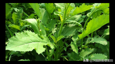 ​腊菜怎么做好吃？一招教你腌制成美味的咸菜，配肉炒特别香