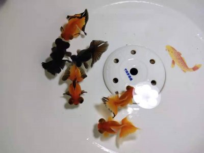 ​金鱼在鱼缸里能自然繁殖吗（如何使鱼缸水清澈透明）