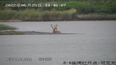 ​家里进蛇有什么说法（家里进蛇的真正预兆易经）